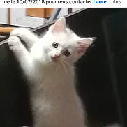 Lulu a rejoint le concours — aidez-le/la à gagner de superbes lots ! cat, kitten, white_cat, feline, pet, animal, cute, young_animal, lying_down, sitting, playful, fluffy, pink_ears, pink_nose, whiskers, indoors, dark_background, social_media, screenshot, portrait