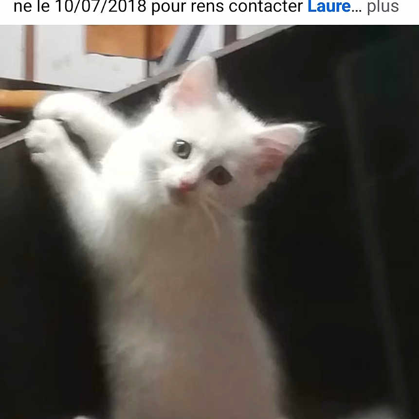Lulu a rejoint le concours — aidez-le/la à gagner de superbes lots ! cat, kitten, white_cat, feline, pet, animal, cute, young_animal, lying_down, sitting, playful, fluffy, pink_ears, pink_nose, whiskers, indoors, dark_background, social_media, screenshot, portrait