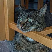 Titine participe au concours pour gagner de l'argent avec cette photo : animal, calm, cat, closeup, contemplative, domestic_animal, feline, floor, fur, green_eyes, home, indoor, paws, pet, quiet, relaxed, resting, tabby_cat, whiskers, wooden_chair