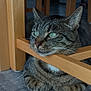 animal, calm, cat, closeup, contemplative, domestic_animal, feline, floor, fur, green_eyes, home, indoor, paws, pet, quiet, relaxed, resting, tabby_cat, whiskers, wooden_chair