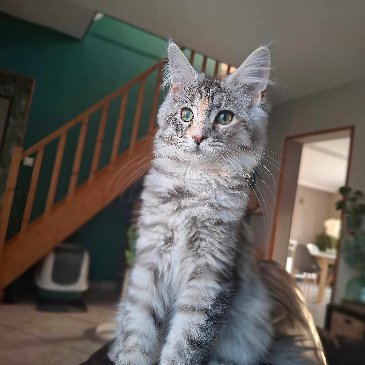 Maya a rejoint le concours — aidez-le/la à gagner de superbes lots ! animal, cat, closeup, couch, curious, cute, domestic_animal, feline, fluffy, fur, green_eyes, home, indoor, living_room, natural_light, pet, sitting, staircase, whiskers, wooden