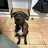 dog, brindle, sitting, portrait, indoors, tile_floor, white_chest, floppy_ears, brown_fur, black_nose, pet, canine, green_toy, kitchen, home, floor, camera_gaze, serious_expression, black_bag, photography