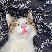 Milo is registered to the contest to win money with this photo: cat, feline, pet, white_fur, tabby, close_up, pink_nose, whiskers, sleeping, fangs, mouth_open, patterned_background, fabric, black_and_white, soft_lighting, cute, domestic_animal, indoor, resting, fluffy