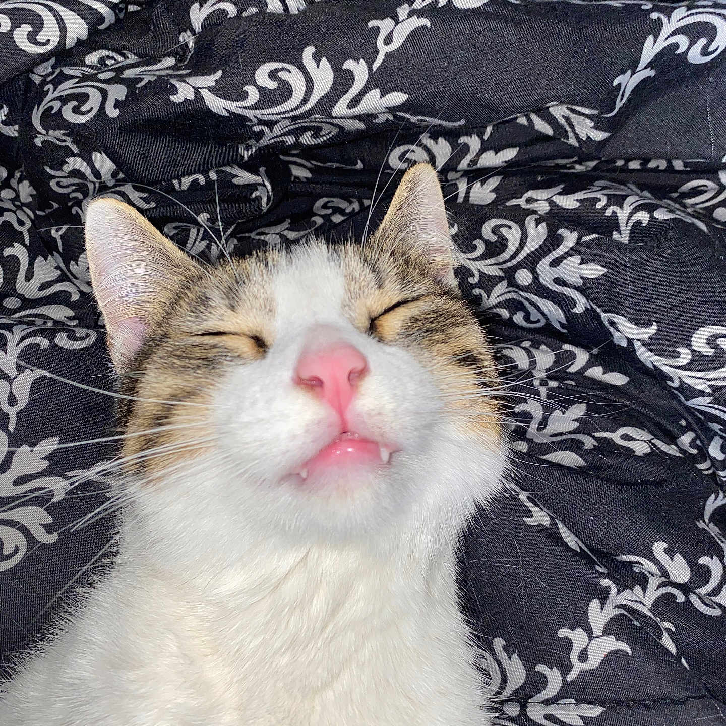 Milo is registered to the contest to win money with this photo: black_and_white, cat, close_up, cute, domestic_animal, fabric, fangs, feline, fluffy, indoor, mouth_open, patterned_background, pet, pink_nose, resting, sleeping, soft_lighting, tabby, whiskers, white_fur