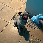 Otis joined the competition — help win amazing prizes! dog, pug, pet, animal, indoor, tile_floor, toy, playful, waiting, licking_nose, shadow, mat, plastic_bag, blue_wall, curled_tail, ears, cute, small_dog, looking_up, floor