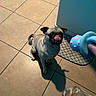 dog, pug, pet, animal, indoor, tile_floor, toy, playful, waiting, licking_nose, shadow, mat, plastic_bag, blue_wall, curled_tail, ears, cute, small_dog, looking_up, floor