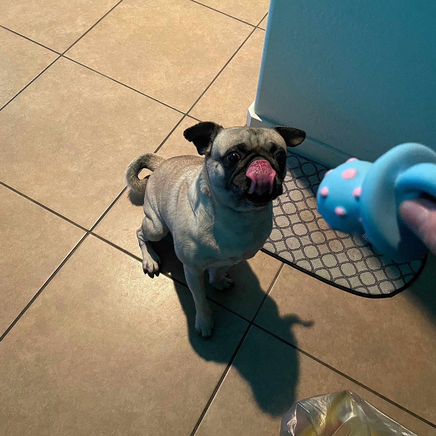 Otis joined the competition — help win amazing prizes! dog, pug, pet, animal, indoor, tile_floor, toy, playful, waiting, licking_nose, shadow, mat, plastic_bag, blue_wall, curled_tail, ears, cute, small_dog, looking_up, floor