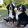 dogs, berner_mountain_dogs, bernese_mountain_dog, pets, canines, outdoor, garden, backyard, grass, trees, foliage, dog_bed, sitting, black_white_brown, fluffy, long_hair, tongue_out, portrait, animal_photography, sunny