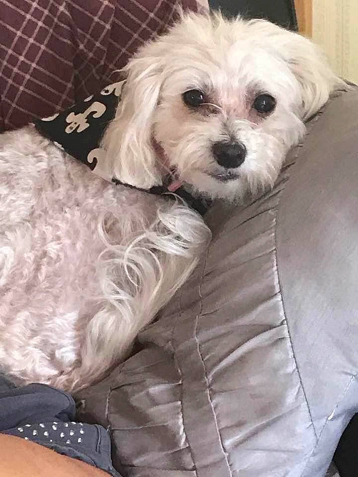 Zoey is registered to the contest to win money with this photo: canidae, carnivore, comfort, companion_dog, dog, dog_breed, dog_supply, fur, labradoodle, maltepoo, non_sporting_group, poodle_crossbreed, puppy_love, shih_poo, small_terrier, sporting_group, terrier, toy_dog, working_animal, yorkipoo
