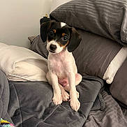 Trout is registered to the contest to win money with this photo: animal, bed, black_and_white, blanket, companion, cozy, cute, dog, domestic_animal, fur, indoors, looking, pet, pillow, puppy, resting, sitting, sleeping_area, small_dog, soft