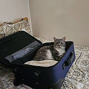 Jasper joined the competition — help win amazing prizes! cat, suitcase, bed, bedspread, indoor, feline, resting, curious, grey_cat, open_suitcase, patterned_bedspread, domestic_animal, pet, wall, comfort, relaxed, fur, four_legged, home, furniture