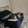 cat, suitcase, bed, bedspread, indoor, feline, resting, curious, grey_cat, open_suitcase, patterned_bedspread, domestic_animal, pet, wall, comfort, relaxed, fur, four_legged, home, furniture