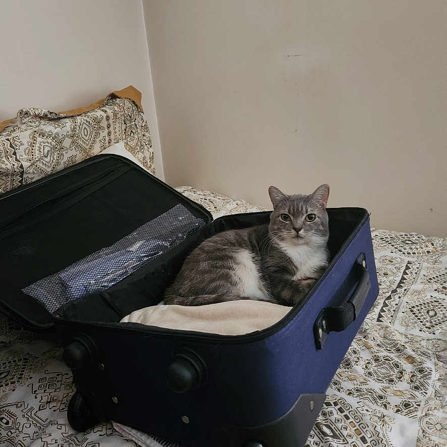 Jasper joined the competition — help win amazing prizes! cat, suitcase, bed, bedspread, indoor, feline, resting, curious, grey_cat, open_suitcase, patterned_bedspread, domestic_animal, pet, wall, comfort, relaxed, fur, four_legged, home, furniture