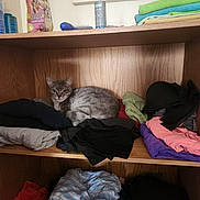 Jasper joined the competition — help win amazing prizes! animal, cat, colorful_painting, cozy, curious, domestic, feline, folded_clothes, fur, gray_cat, home, household_items, indoor, pet, relaxed, resting, shelf, sitting, stacked_clothes, wooden_shelf