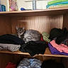 animal, cat, colorful_painting, cozy, curious, domestic, feline, folded_clothes, fur, gray_cat, home, household_items, indoor, pet, relaxed, resting, shelf, sitting, stacked_clothes, wooden_shelf