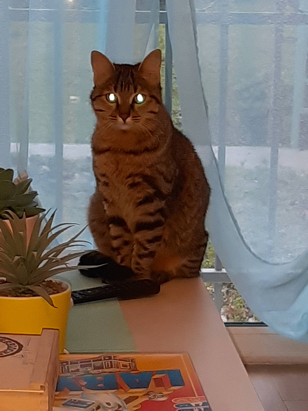 Saline participe au concours pour gagner de l'argent avec cette photo : bromeliaceae, carnivore, cat, domestic_short_haired_cat, felidae, fixture, flowerpot, fur, houseplant, interior_design, peach, small_to_medium_sized_cats, tabby_cat, tail, transparent_material, vertebrate, whiskers, window_covering, window_treatment