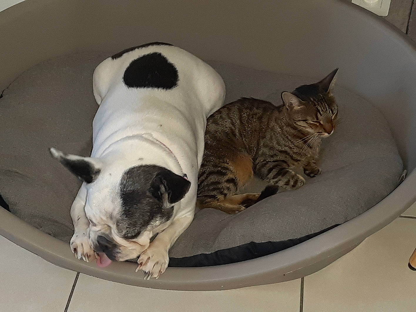 City a rejoint le concours — aidez-le/la à gagner de superbes lots ! bathroom, bulldog, canidae, carnivore, cat, ceramic, comfort, companion_dog, dog, dog_breed, fawn, felidae, non_sporting_group, pet_supply, plumbing, snout, toy_dog, vertebrate, whiskers, working_animal