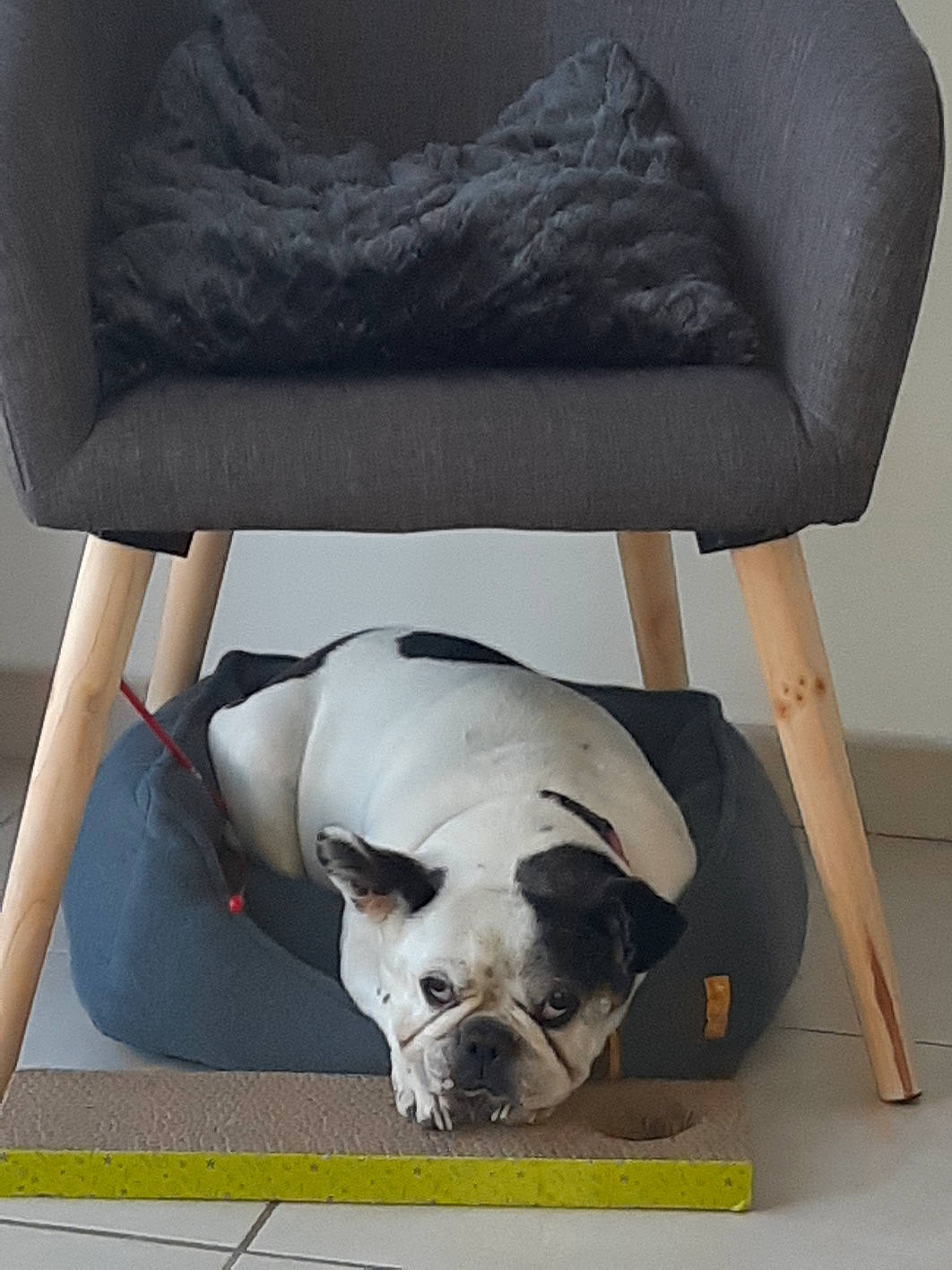 City a rejoint le concours — aidez-le/la à gagner de superbes lots ! armrest, boston_terrier, canidae, carnivore, collar, comfort, companion_dog, dog, dog_breed, dog_collar, dog_supply, non_sporting_group, pet_supply, snout, sporting_group, working_animal, working_dog