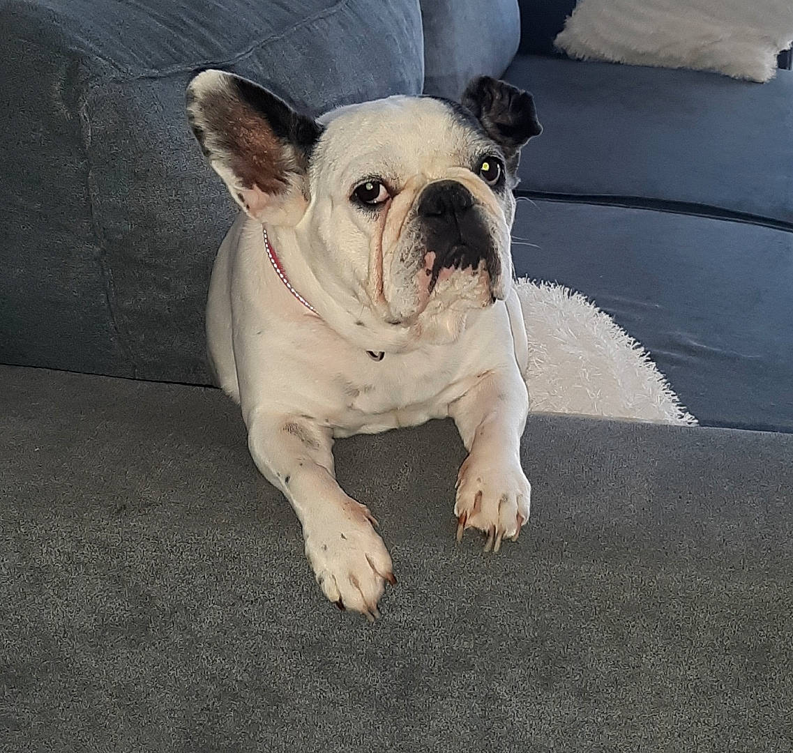 City participe au concours pour gagner de l'argent avec cette photo : bulldog, canidae, carnivore, collar, companion_dog, dog, dog_breed, dog_collar, fawn, floor, french_bulldog, non_sporting_group, pet_supply, snout, toy_dog, vertebrate, working_animal