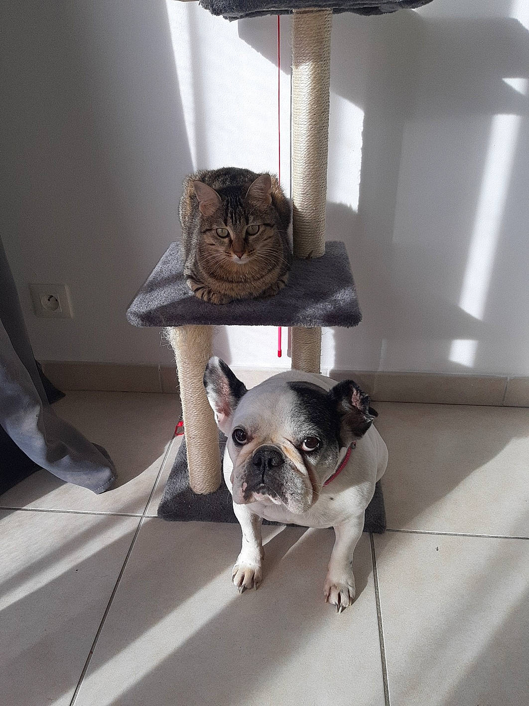 City participe au concours pour gagner de l'argent avec cette photo : bulldog, canidae, carnivore, companion_dog, dog, dog_breed, fawn, floor, french_bulldog, grey, liver, mammal, non_sporting_group, pet_supply, snout, sporting_group, toy_dog, vertebrate, whiskers, working_animal