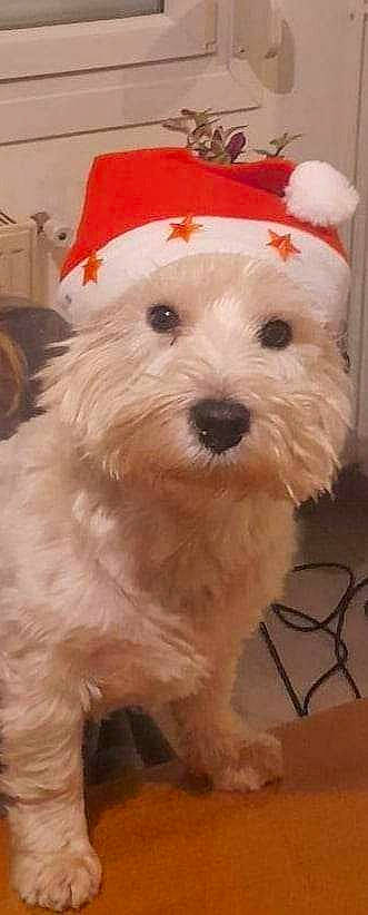 Jess a rejoint le concours — aidez-le/la à gagner de superbes lots ! canidae, carnivore, companion_dog, dog, dog_breed, dog_collar, fur, maltepoo, non_sporting_group, small_terrier, snout, sporting_group, terrier, toy_dog, working_animal