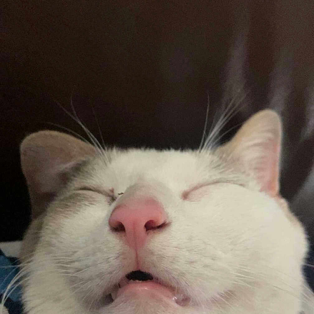 Koby participe au concours pour gagner de l'argent avec cette photo : animal, cat, close_up, cute, domestic_cat, ears, face, feline, fur, indoor, mouth_open, nose, peaceful, pet, pink_nose, portrait, relaxed, sleeping, whiskers, white_cat