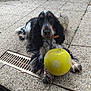 dog, soccer_ball, yellow_ball, white_ball, outdoor, patio, pebble_floor, black_and_white, long_ears, pet, animal, playing, relaxed, collar, cute, fur, resting, daylight, garden, leisure