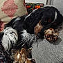 Ulys participe au concours pour gagner de l'argent avec cette photo : dog, cocker_spaniel, resting, couch, pillow, indoor, pet, sleepy, fur, black, white, brown, cozy, paw, home, relaxing, animal, companion, comfort, curled_up