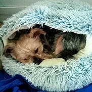 Micky a rejoint le concours — aidez-le/la à gagner de superbes lots ! dog, sleeping, pet_bed, fluffy, blue, blanket, cozy, indoor, fur, small_dog, resting, cute, nap, animal, canine, peaceful, home, comfort, relaxation, soft