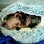 dog, sleeping, pet_bed, fluffy, blue, blanket, cozy, indoor, fur, small_dog, resting, cute, nap, animal, canine, peaceful, home, comfort, relaxation, soft