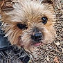 dog, close_up, outdoor, fur, pet, animal, brown, black, nose, eyes, tongue, scruffy, collar, nature, leaf, twigs, cute, small_dog, portrait, canine