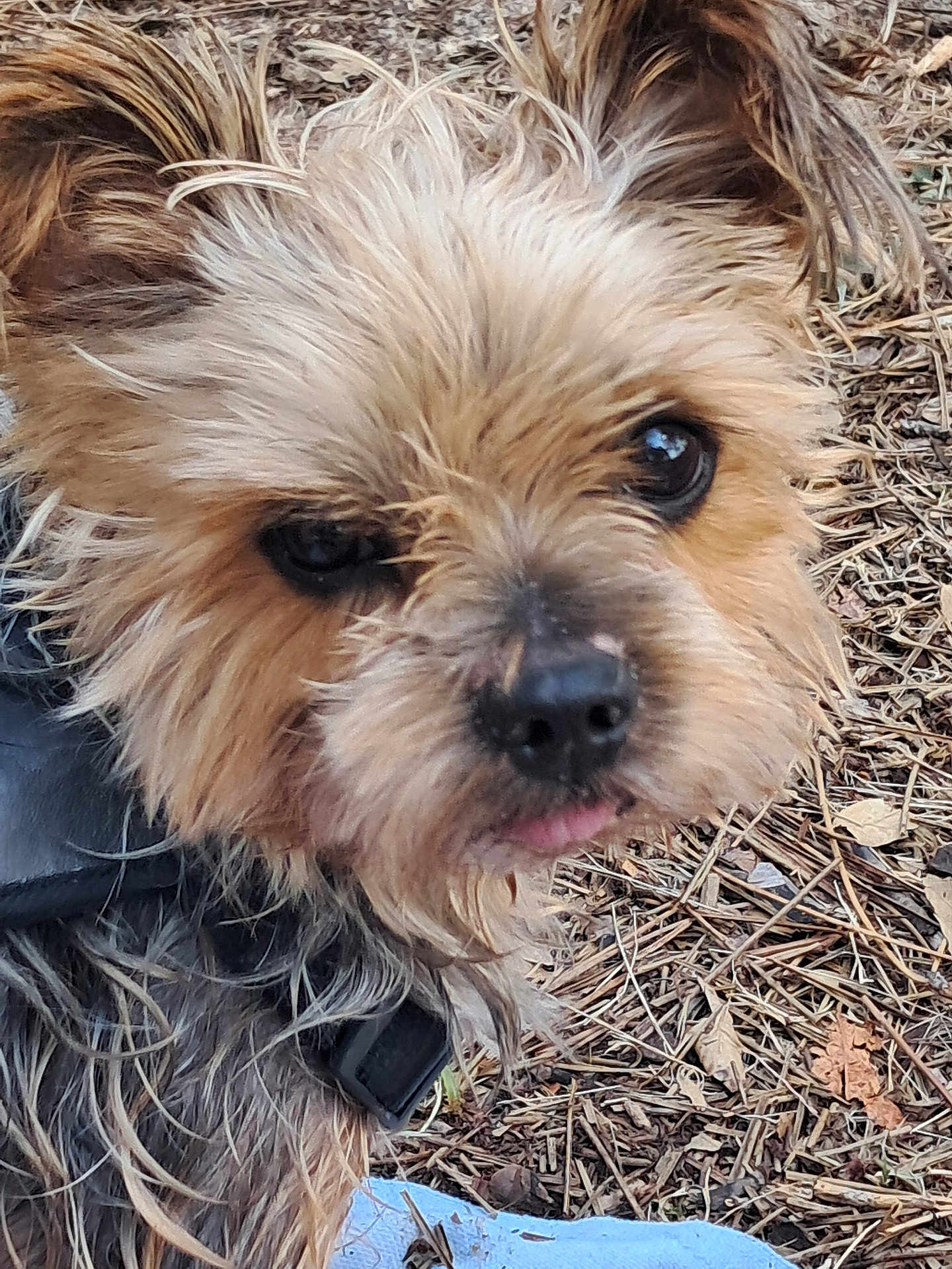 Micky a rejoint le concours — aidez-le/la à gagner de superbes lots ! dog, close_up, outdoor, fur, pet, animal, brown, black, nose, eyes, tongue, scruffy, collar, nature, leaf, twigs, cute, small_dog, portrait, canine