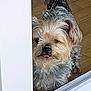 Micky participe au concours pour gagner de l'argent avec cette photo : dog, small_dog, peeking, tongue_out, fluffy, fur, pet, indoors, wooden_floor, door_frame, curious, cute, animal, companion, friendly, canine, house, looking, closeup, adorable