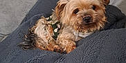 Micky a rejoint le concours — aidez-le/la à gagner de superbes lots ! dog, small_dog, fluffy, camouflage, blanket, gray_blanket, couch, indoor, pet, fur, cute, relaxed, cozy, looking_up, resting, companion, domestic_animal, fur_texture, comfort, small_pet