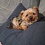 dog, small_dog, fluffy, camouflage, blanket, gray_blanket, couch, indoor, pet, fur, cute, relaxed, cozy, looking_up, resting, companion, domestic_animal, fur_texture, comfort, small_pet