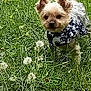 Micky participe au concours pour gagner de l'argent avec cette photo : dog, small_dog, bandana, grass, field, dandelion, wildflowers, outdoor, pet, animal, cute, nature, greenery, fur, ears, tail, alert, standing, daylight, canine