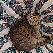 Baby is registered to the contest to win money with this photo: cat, tabby, animal, pet, feline, curled_up, looking_up, indoor, fabric, pattern, paisley, colorful, cozy, resting, cute, whiskers, fur, ears, tail, domestic_cat