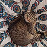 cat, tabby, animal, pet, feline, curled_up, looking_up, indoor, fabric, pattern, paisley, colorful, cozy, resting, cute, whiskers, fur, ears, tail, domestic_cat