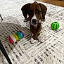 puppy, dog, brown, white, crossed_paws, toy, green_ball, striped_toy, carpet, indoor, floor, pet, cute, looking_at_camera, animal, young_dog, furniture_leg, relaxed, home, playful