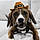 Bandit