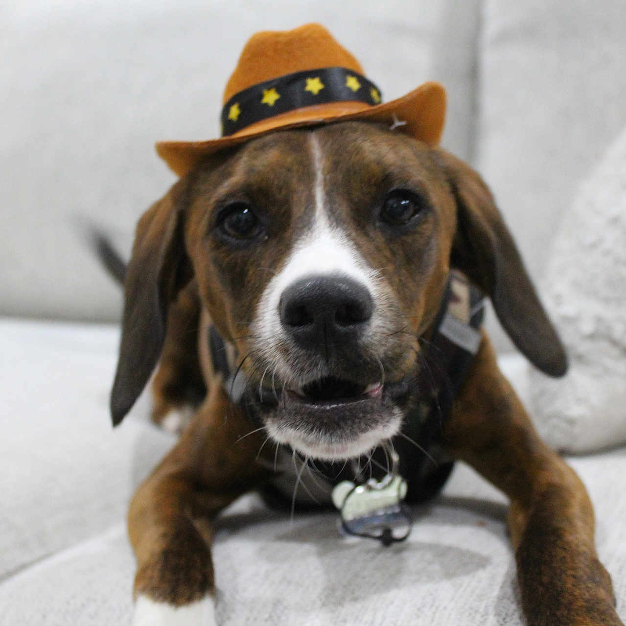 Bandit joined the competition — help win amazing prizes! animal, brown, canine, closeup, collar, couch, cowboy_hat, cute, dog, domestic_animal, ears, face, fur, indoor, pet, portrait, relaxed, sofa, whiskers, white