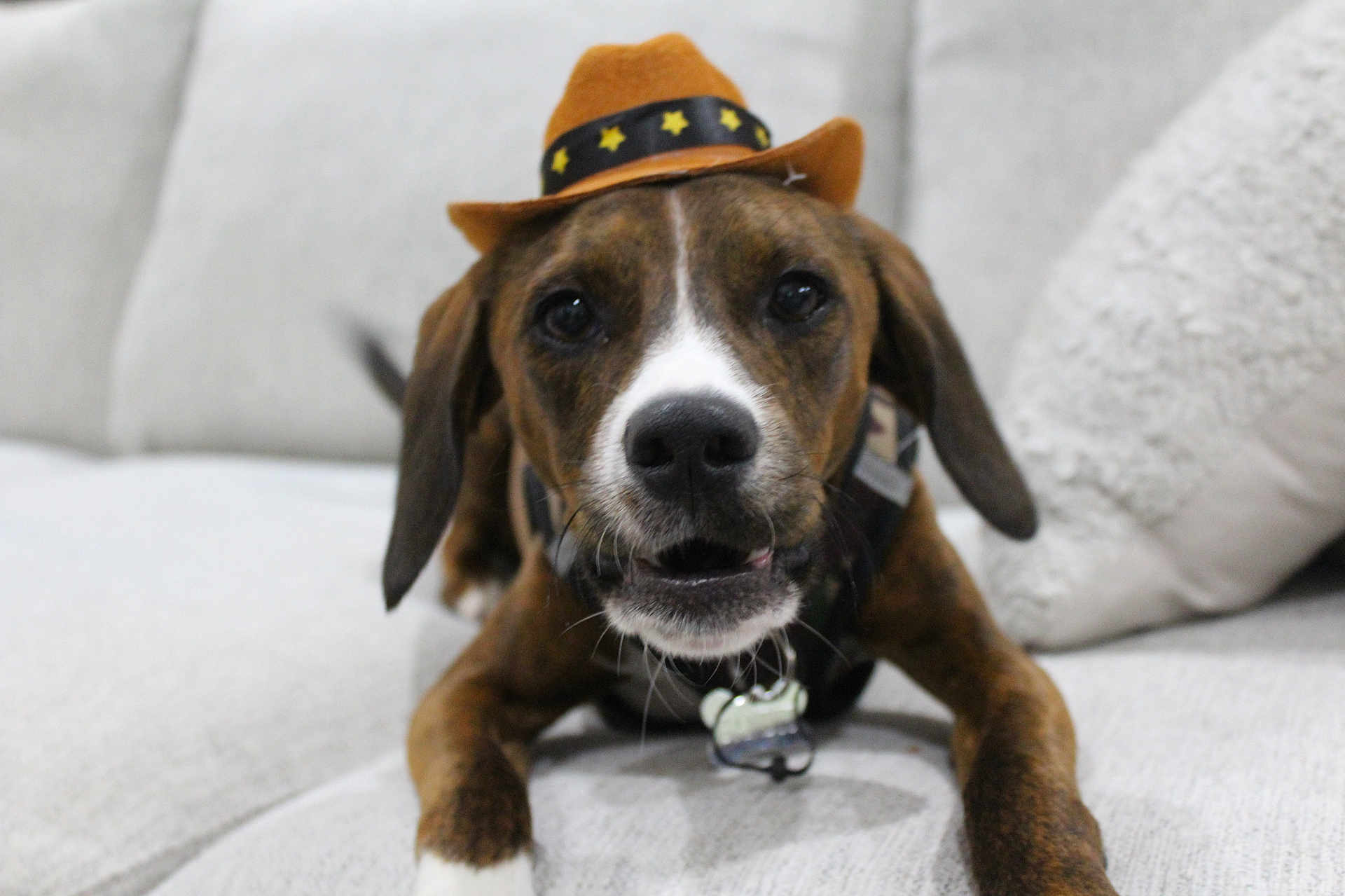 Bandit joined the competition — help win amazing prizes! dog, pet, cowboy_hat, brown, white, canine, indoor, sofa, couch, fur, animal, collar, closeup, portrait, cute, domestic_animal, face, ears, whiskers, relaxed