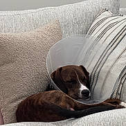 Bandit is registered to the contest to win money with this photo: dog, sleeping, cone, couch, pillows, brown_dog, resting, indoor, pet, animal, cozy, relaxed, fabric, furniture, comfort, domestic, cute, calm, nap, home