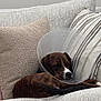 dog, sleeping, cone, couch, pillows, brown_dog, resting, indoor, pet, animal, cozy, relaxed, fabric, furniture, comfort, domestic, cute, calm, nap, home