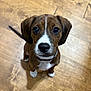 Bandit joined the competition — help win amazing prizes! puppy, dog, brown, white_paws, white_chest, brindle, floor, wooden_floor, pet, young_dog, looking_up, cute, indoor, collar, ears, tail, animal, canine, adorable, companion