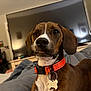 Bandit is registered to the contest to win money with this photo: dog, brown_dog, orange_collar, pet, indoor, bed, blanket, television, winking, close_up, canine, collar_tag, animal, domestic_animal, home, furniture, relaxed, cute, portrait, mischievous
