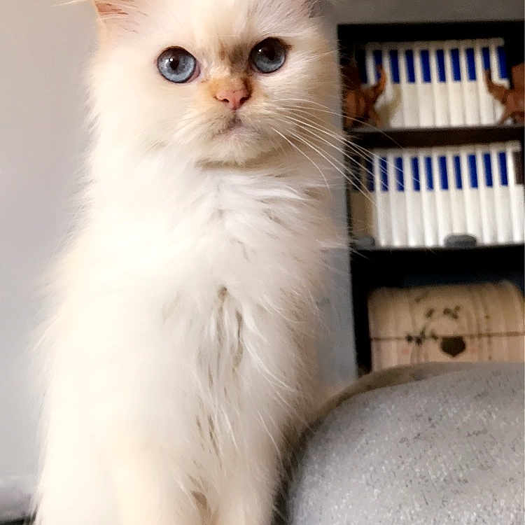 Princesse a rejoint le concours — aidez-le/la à gagner de superbes lots ! animal, blue_eyes, bookshelf, cat, closeup, couch, curious, cute, decor, domestic_cat, feline, fluffy, furniture, indoor, living_room, pet, portrait, sitting, whiskers, white_cat