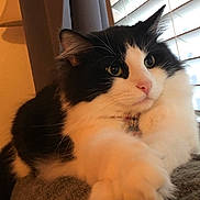 Sparky is registered to the contest to win money with this photo: animal, black_and_white, blinds, cat, closeup, collar, couch, cute, domestic_cat, feline, fluffy, fur, household, indoor, paw, pet, relaxed, resting, whiskers, window
