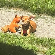 Sammy Jay is registered to the contest to win money with this photo: dog, small_dog, plush_toy, squirrel_toy, grass, sunlight, outdoor, pet, animal, toy, brown_dog, cute, relaxing, daytime, nature, ground, shadow, ears, collar, heart_tag