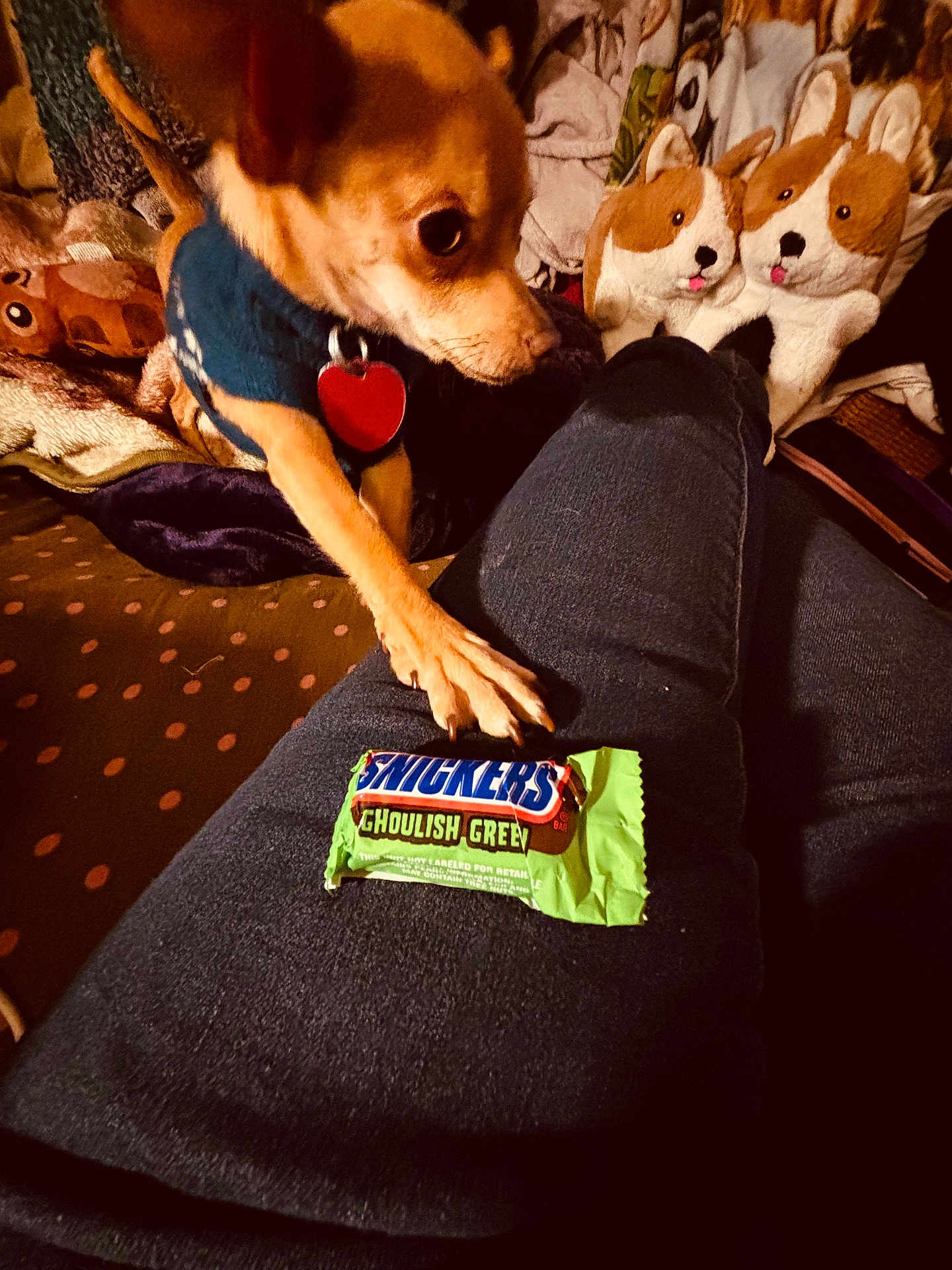 Sammy